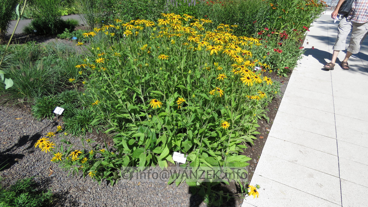 Rudbeckia fulgida deamii.JPG